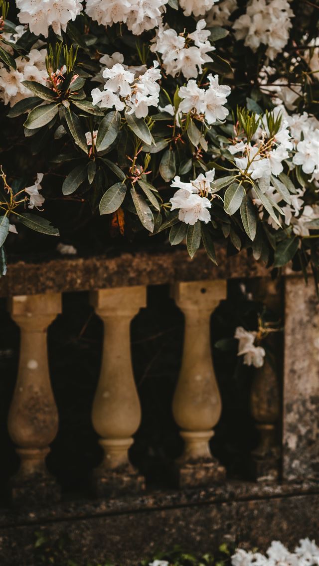 1290x2796 white flowers -  iphone 15 Wallpaper