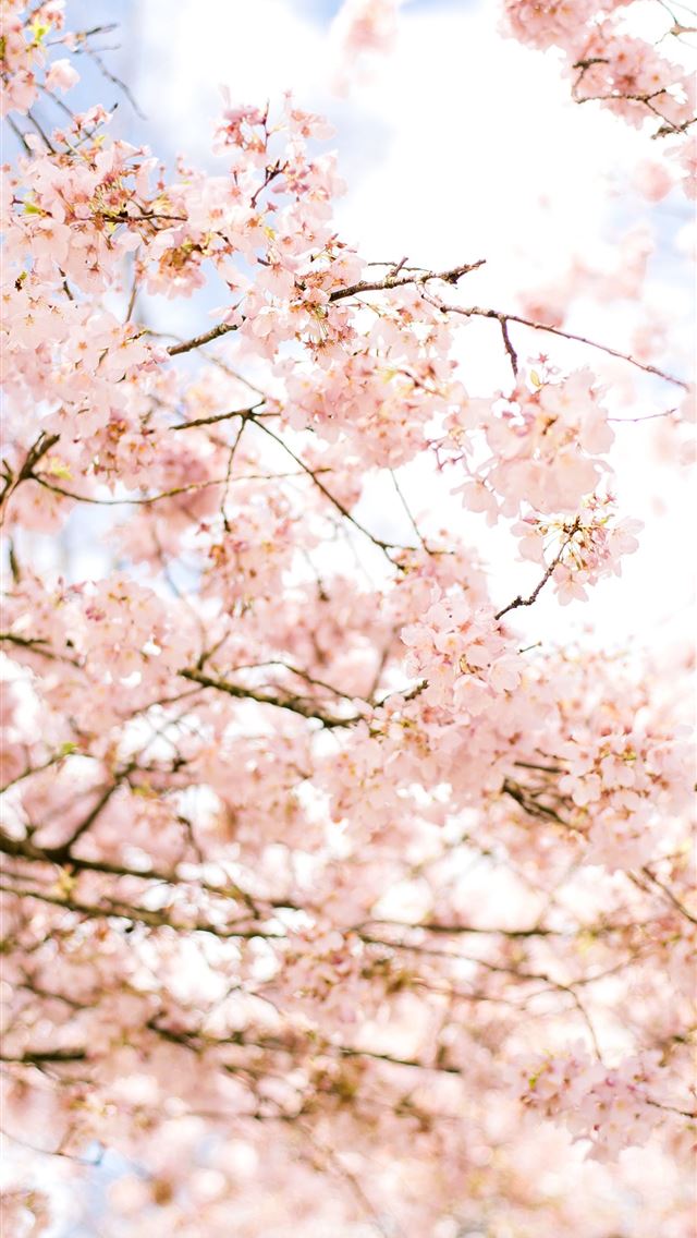 1290x2796 white cherry blossom tree during daytime -  iphone 15 Wallpaper