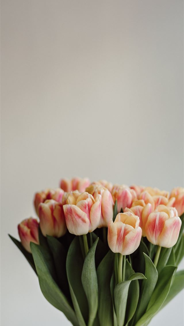 1290x2796 pink tulips in bloom close up photo -  iphone 15 Wallpaper