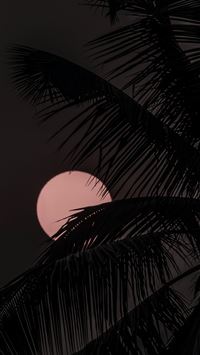coconut tree under red moon wallpaper