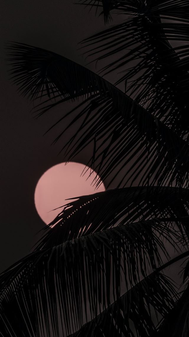 1290x2796 coconut tree under red moon -  iPhone Wallpaper