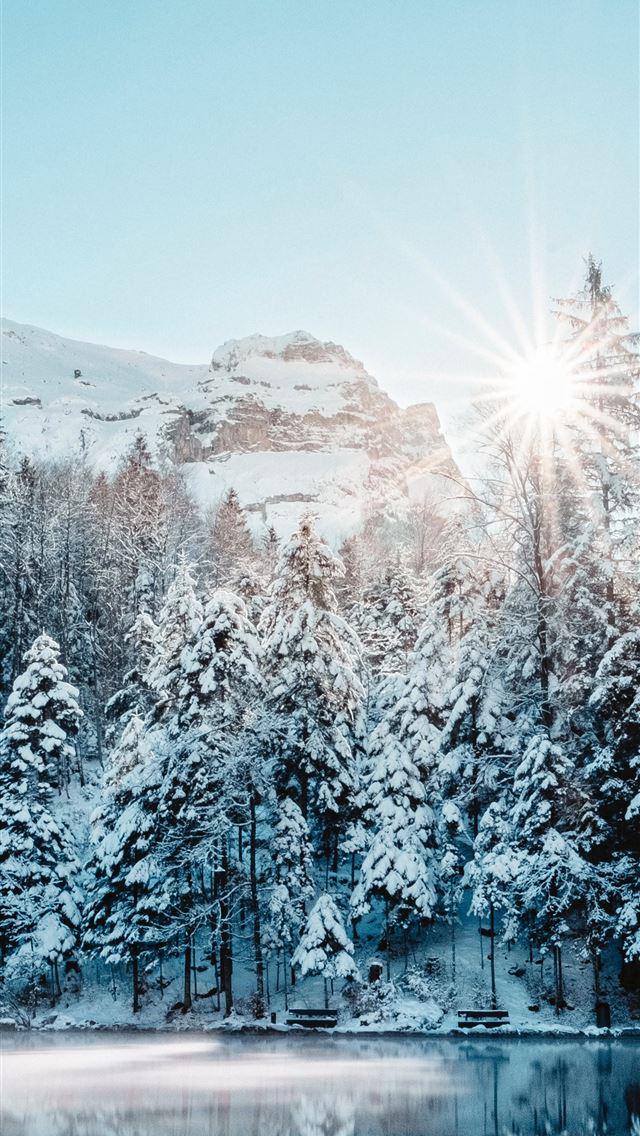 1290x2796 pine trees covered with snow during daytime - trees iPhone Wallpaper
