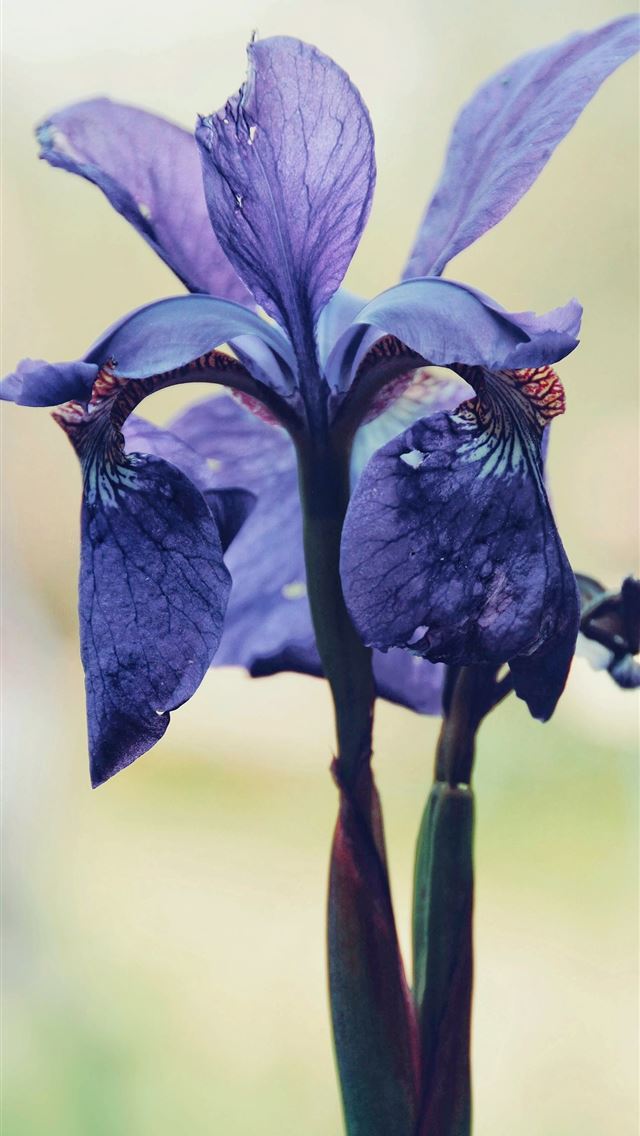 1290x2796 Northern blue flag flower - purple iPhone Wallpaper