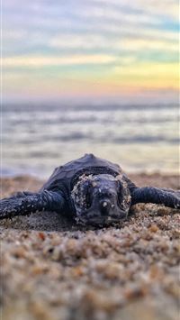 black turtle on seashore wallpaper