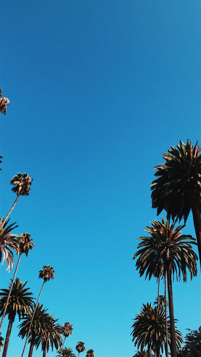 1290x2796 worm's eye view of trees - summer iPhone Wallpaper