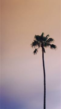worm's eye view photography of green palm tree und... wallpaper