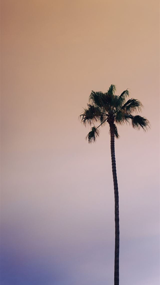1290x2796 worm's eye view photography of green palm tree und... - cloud iPhone Wallpaper