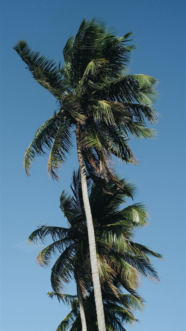 1290x2796 low angle photography of three coconut trees - summer iPhone Wallpaper