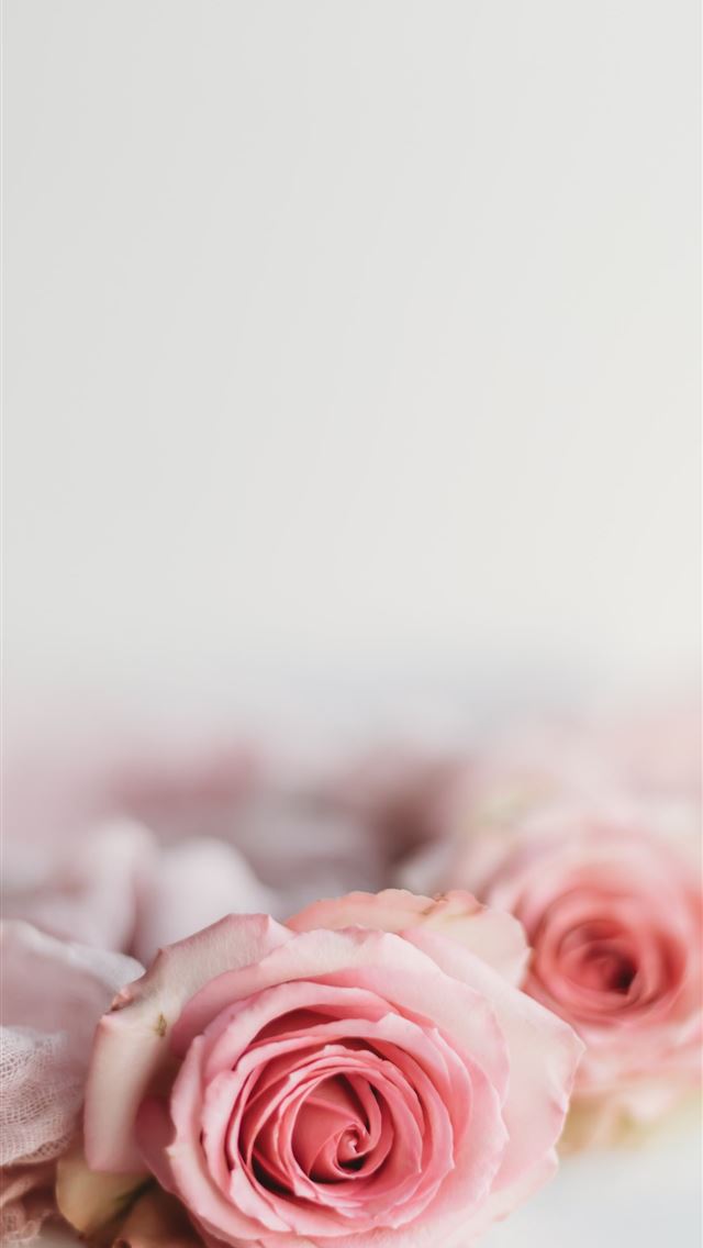1290x2796 pink rose on white textile - roses iPhone Wallpaper