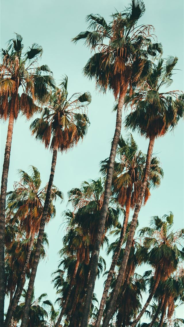 1290x2796 photo of green palm trees - summer iPhone Wallpaper