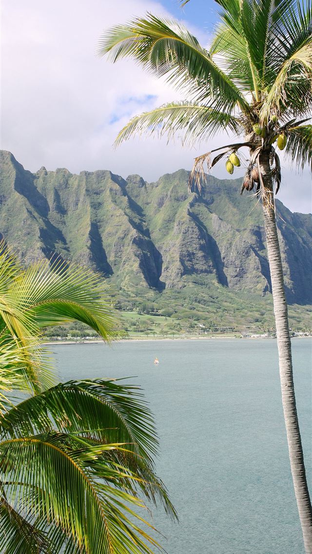 1290x2796 two green palm tress near body of water - tree iPhone Wallpaper