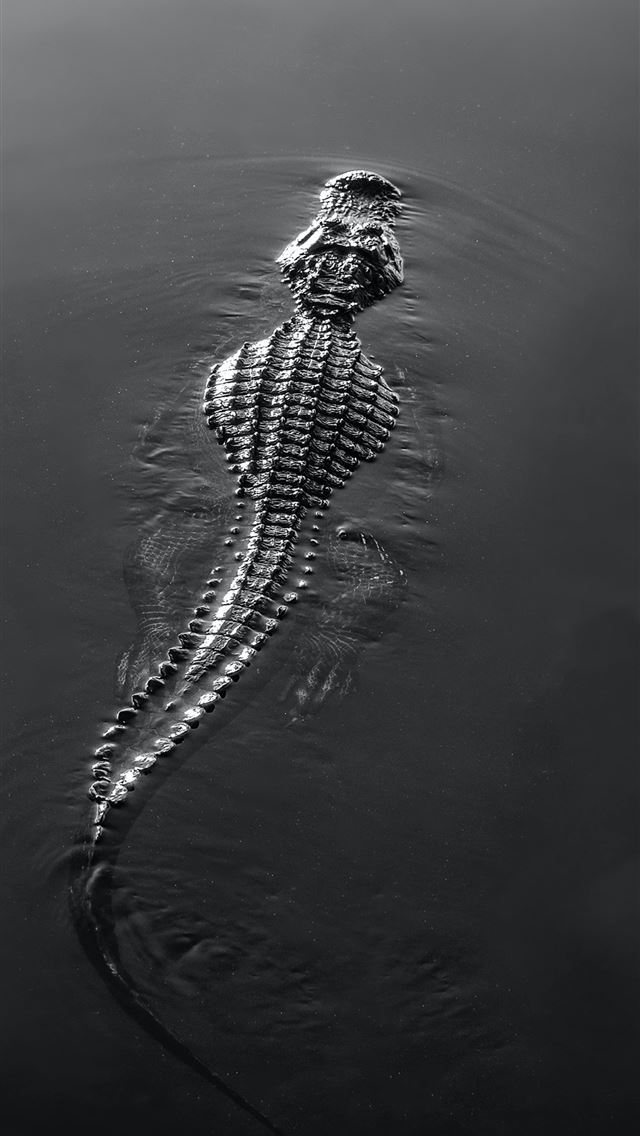 1290x2796 black and white crocodile on water - florida iPhone Wallpaper