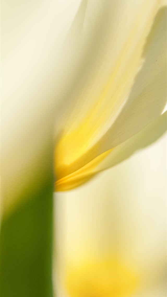 1290x2796 a close up view of a white flower - bee iPhone Wallpaper