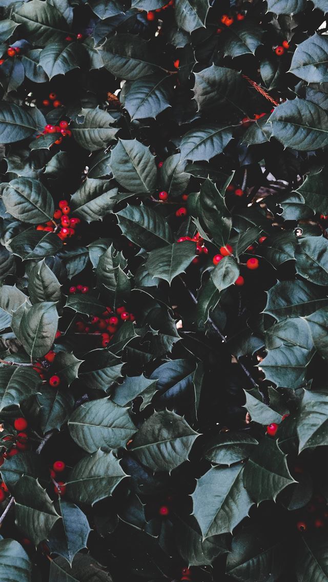 1290x2796 green leafed plant -  iphone 15 Wallpaper