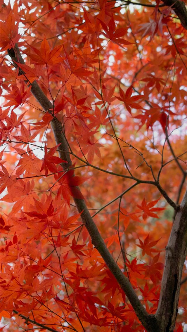 1290x2796 red leafed tree during daytime - leaf iPhone Wallpaper