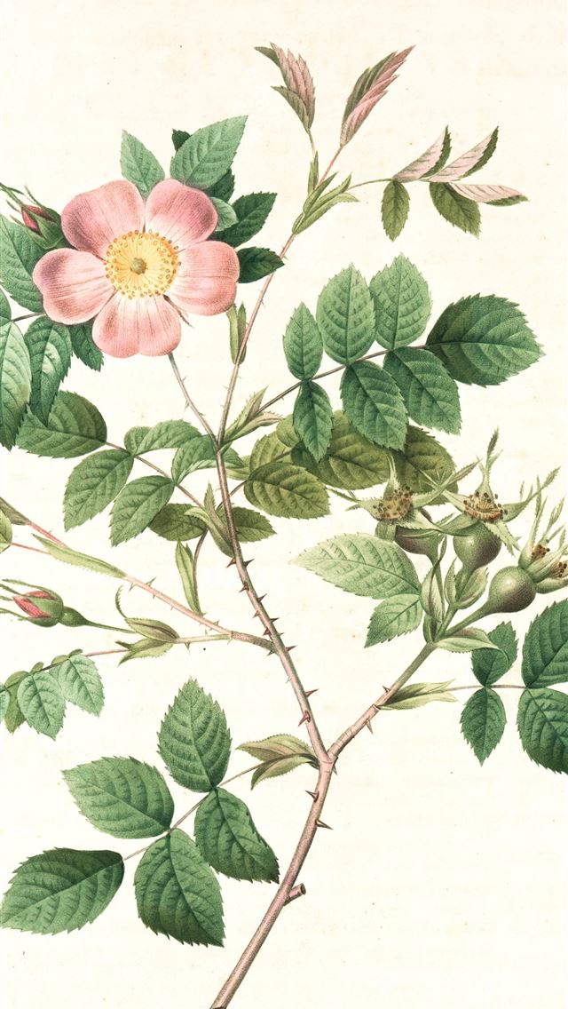 1290x2796 pink and green flower illustration - vintage iPhone Wallpaper