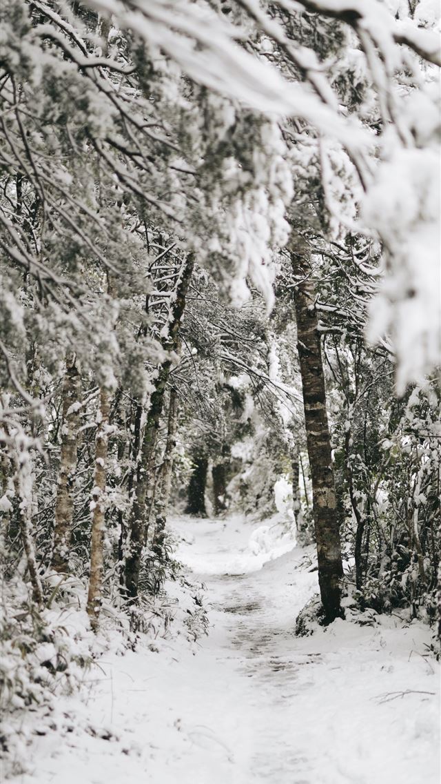 1290x2796 trees covered by snow -  iphone 15 Wallpaper