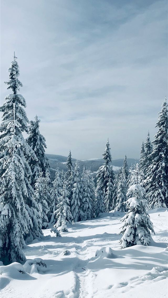 1290x2796 snow covered trees - mountain iPhone Wallpaper