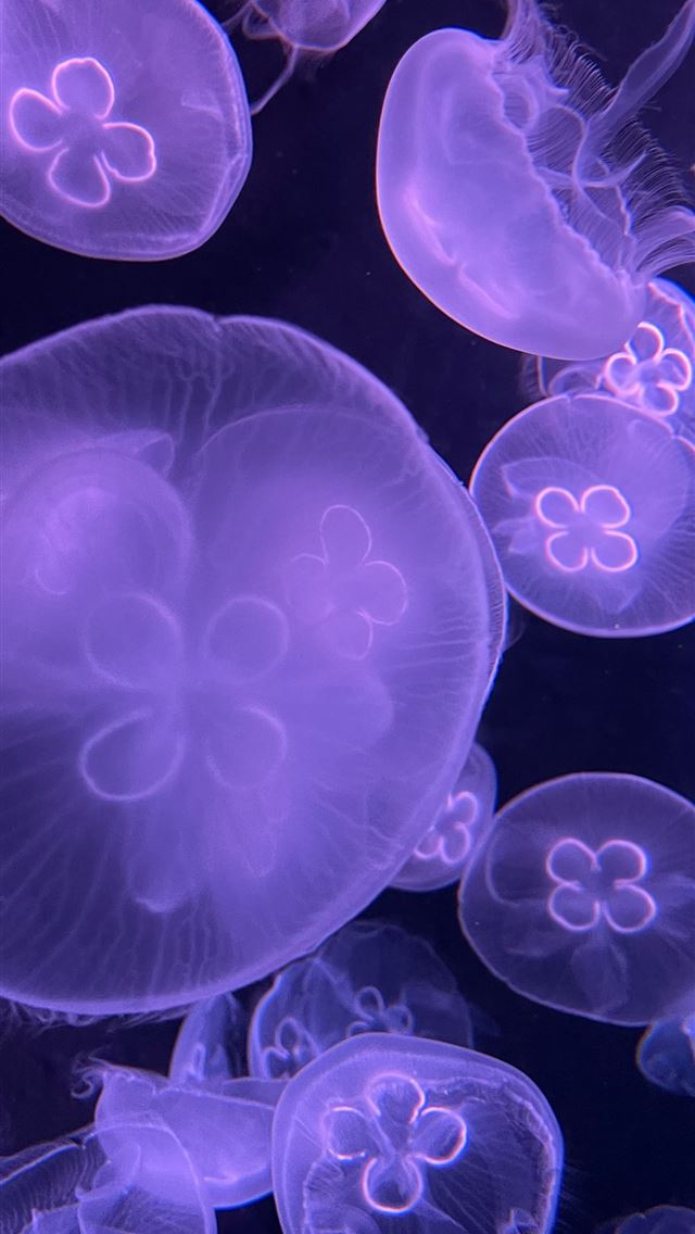 1290x2796 green and white jelly fish - fish iPhone Wallpaper