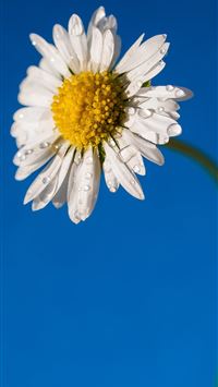 close up photo of white petaled flower wallpaper