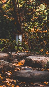 scenery of trees wallpaper