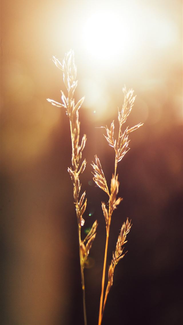 1290x2796 brown field - grass iPhone Wallpaper