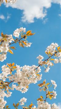 white and yellow flower under blue sky during dayt... wallpaper
