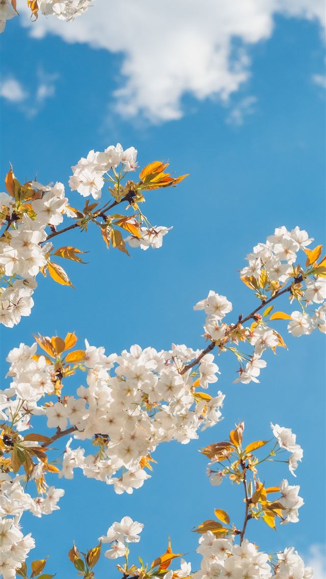 1290x2796 white and yellow flower under blue sky during dayt... -  iPhone Wallpaper