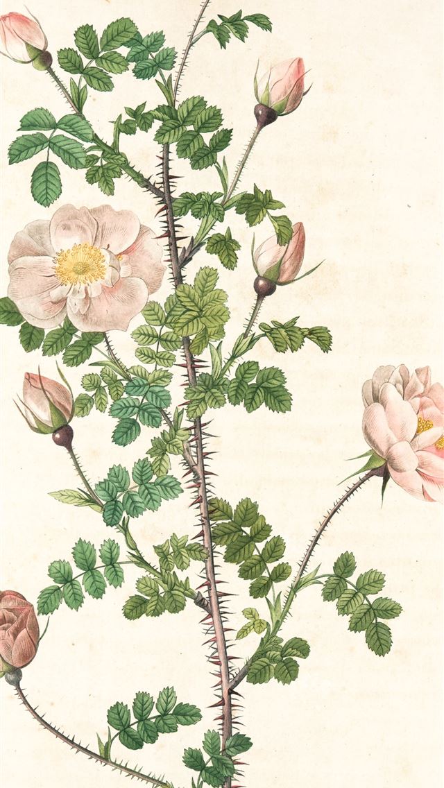 1290x2796 pink and white flowers painting - vintage iPhone Wallpaper
