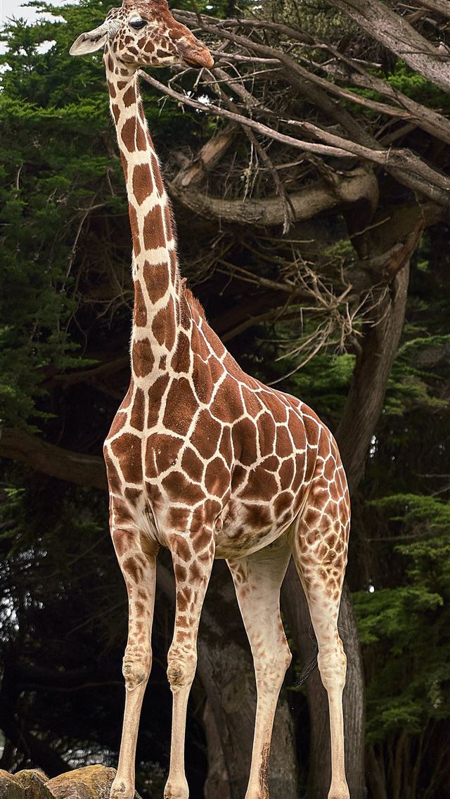 1290x2796 giraffe standing near tree at daytime - giraffe iPhone Wallpaper