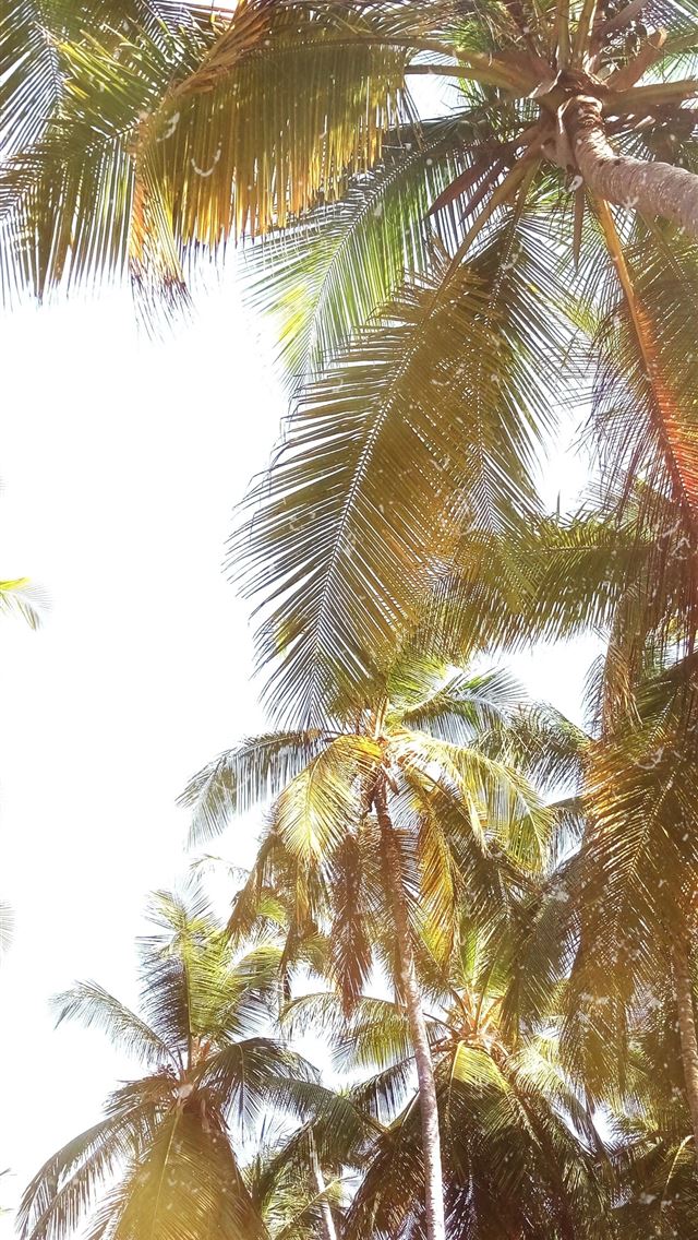 1290x2796 low angle of coconut trees - trees iPhone Wallpaper