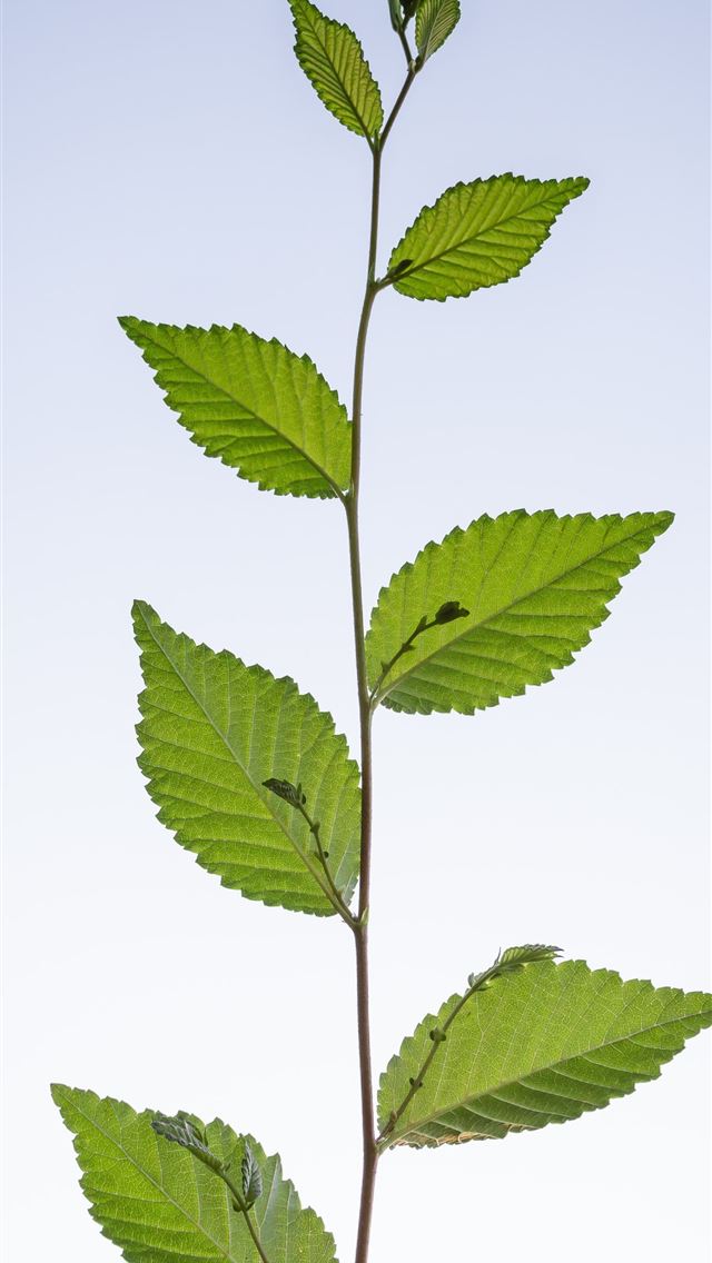 1290x2796 green leafed plant - summer iPhone Wallpaper