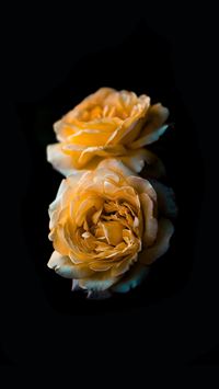 white and yellow flowers wallpaper