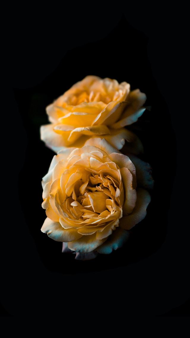 1290x2796 white and yellow flowers -  iphone 15 Wallpaper