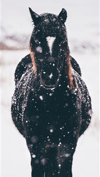 shallow focus photography of black horse standing ... wallpaper