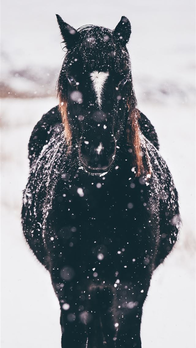 1290x2796 shallow focus photography of black horse standing ... - horse iPhone Wallpaper
