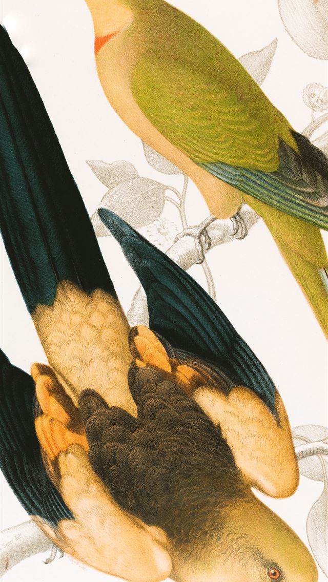 1290x2796 black and yellow bird on yellow bird - bird iPhone Wallpaper