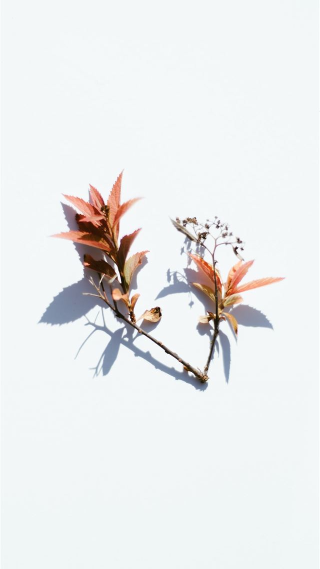 1290x2796 brown leaves - autumn iPhone Wallpaper
