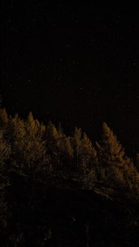 fine trees waving wallpaper