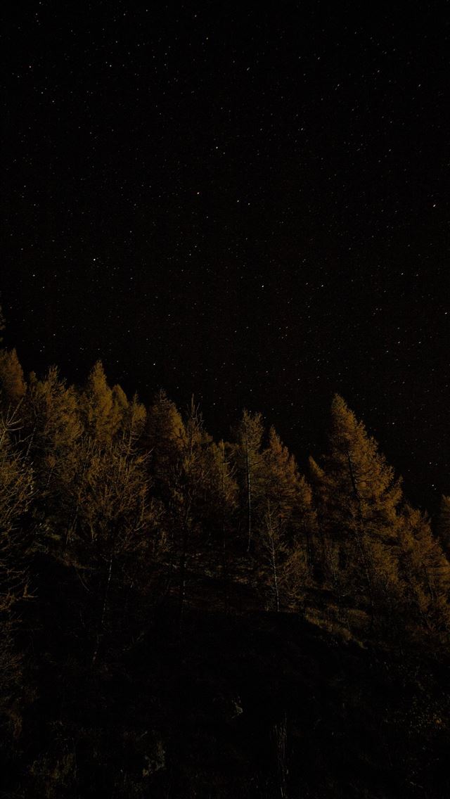 1290x2796 fine trees waving -  iphone 15 Wallpaper