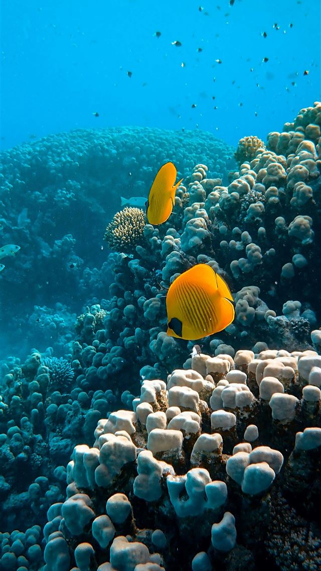 1290x2796 yellow fish over corals -  iphone 15 Wallpaper