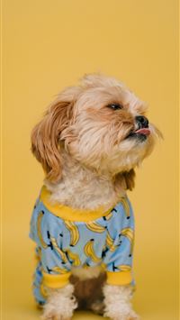 white and brown long coated small dog wearing blue... wallpaper