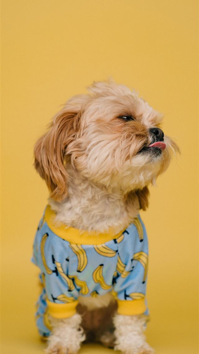 1290x2796 white and brown long coated small dog wearing blue... - fruit iPhone Wallpaper