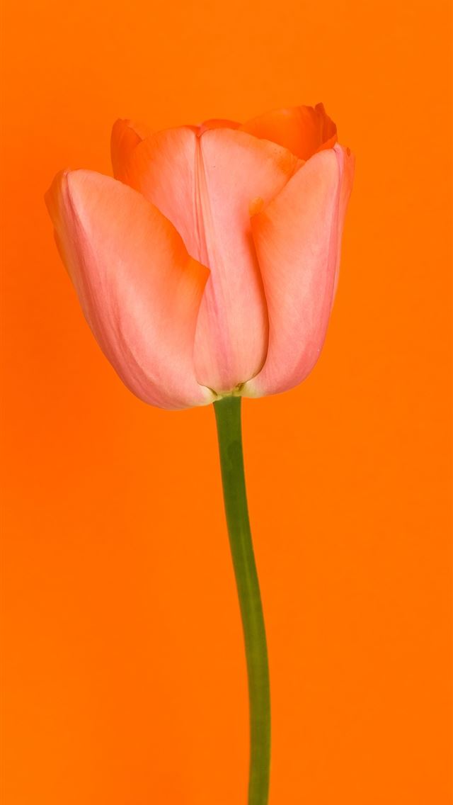 1290x2796 pink tulip in close up photography - summer iPhone Wallpaper