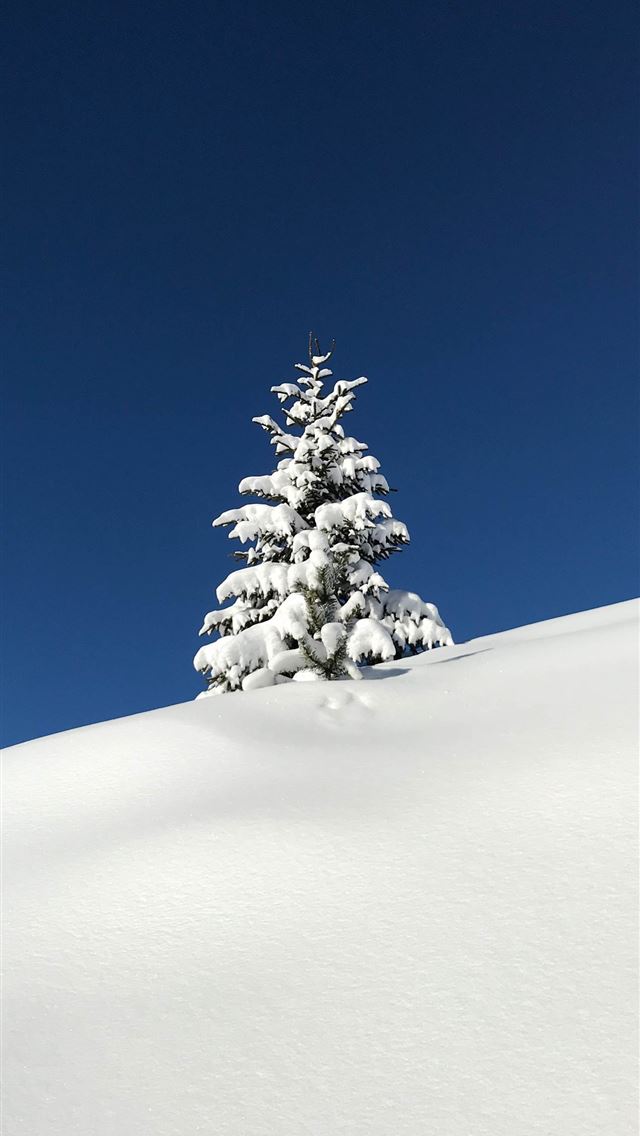1290x2796 tree covered snow - tree iPhone Wallpaper