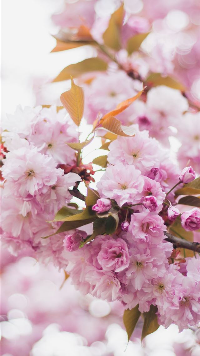 1290x2796 shallow focus photo of pink flowers - pink iPhone Wallpaper