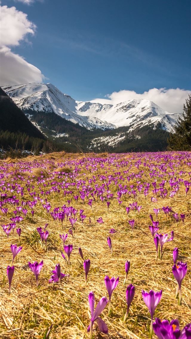 1290x2796 purple flower field near green pine tree forest -  iphone 15 Wallpaper