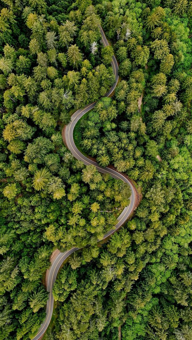 1290x2796 a winding road in the middle of a forest - tree iPhone Wallpaper