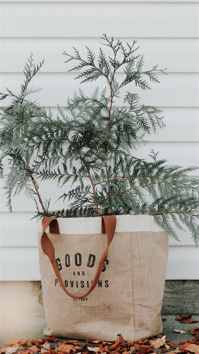 1290x2796 green leafed plant on gift bag - house iPhone Wallpaper