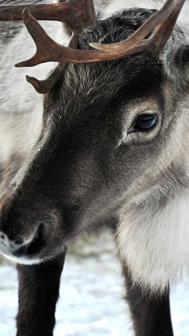 1290x2796 black and white deer standing on white surface - deer iPhone Wallpaper